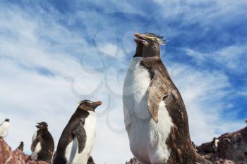 Rockhopper penguin in Argentina