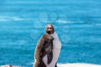 Rockhopper penguin in Argentina