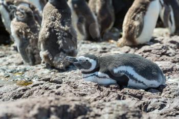 Magellanic Penguin (Spheniscus magellanicus) in Patagonia