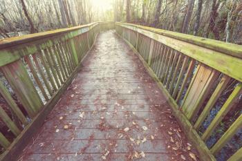 Boardwalk in swamp