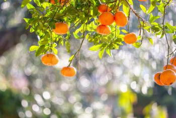 tangerine in market
