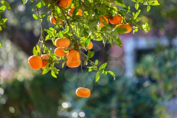 tangerine in garden