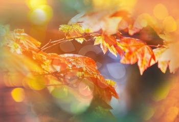 Colourful leaves in autumn season