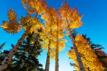 Autumn scene