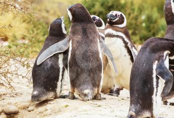 Magellanic Penguin (Spheniscus magellanicus) in Patagonia