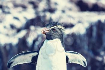 Rockhopper penguin in Argentina