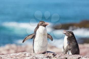 Rockhopper penguin in Argentina