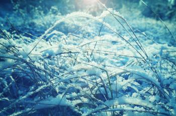Winter landscape of frozen meadow.
