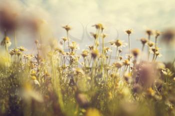 Chamomile meadow