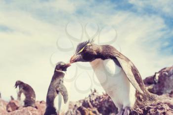 Rockhopper penguins in Southern Argentina