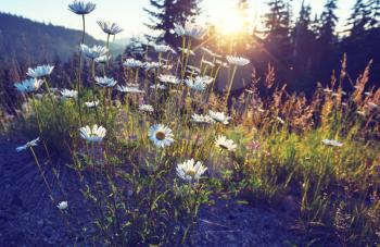 Chamomile meadow