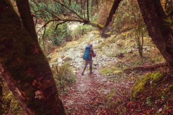 Hiker in Himalayan jungles, Nepal, Kanchenjunga region