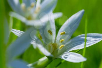 Snowdrops in spring season