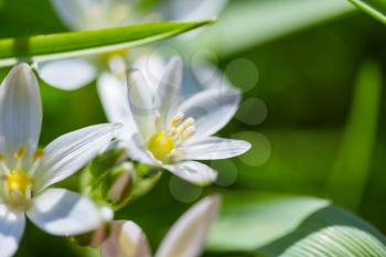 Snowdrops in spring season