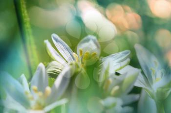 Snowdrops in spring season