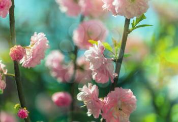 Almond tree pink flowers