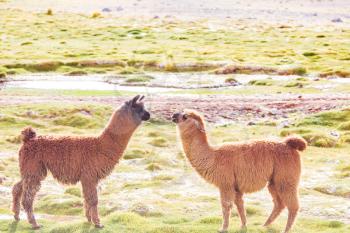 Llama in remote area of Argentina
