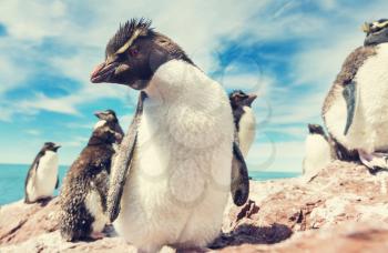 Rockhopper penguins in Southern Argentina