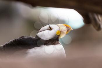 Horned Puffin (Fratercula corniculata), close up shot