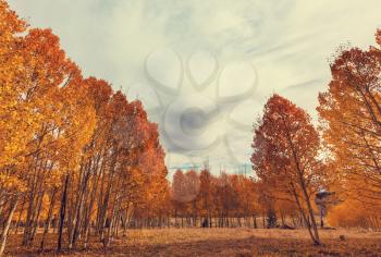 Yellow forest in Autumn time