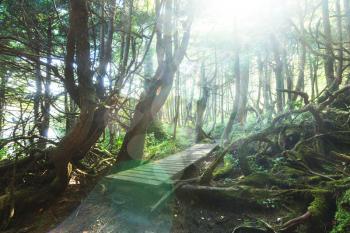 Rain forest in Vancouver island, British Columbia, Canada