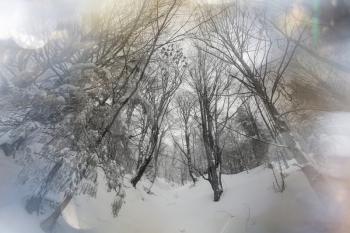 Scenic snow-covered forest in winter season. Good for Christmas background.