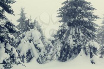 Winter scene forest covered with snow, toned like instagram filter