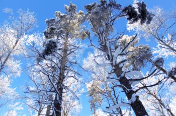 Snow-covered winter wood against the clear sky