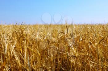 Wheaten field and blue sky