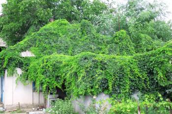 Old house with natural roof