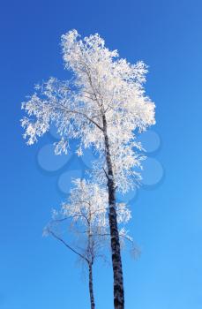 Lonely snow-covered birch against the blue sky