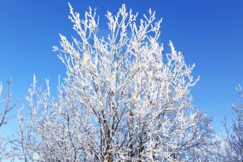 Snow-covered bush in clear winter day against the sky