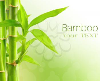 Royalty Free Photo of a Bamboo Plant