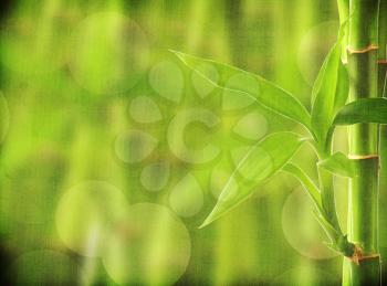Royalty Free Photo of a Bamboo Background
