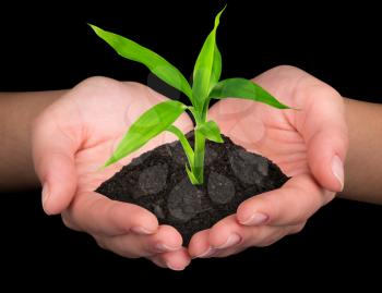 plant in hands