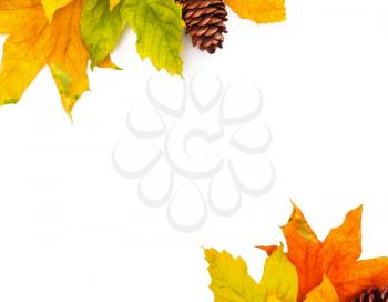 Autumn colored falling leafs isolated on white background