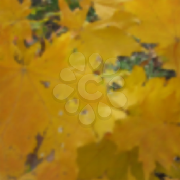 Autumn maple blurred photo background. Vector illustration. Image contains a gradient mesh.