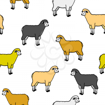 Royalty Free Clipart Image of Sheep