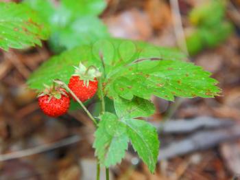 strawberries closeup with green leaves