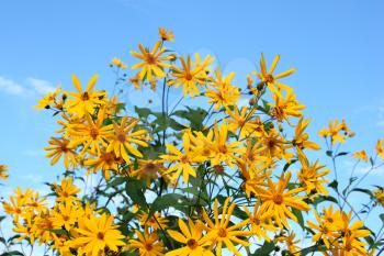 Many beautiful yellow colors against the blue sky in the summer