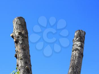 Sawed tree trunks on blue sky background. Environmental idea.