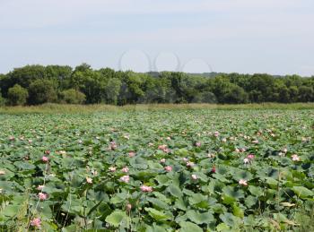 lotus flower blossom