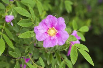 Wild rose: flowers and leaves