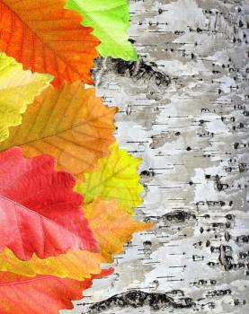 Autumn Leaves over wooden background