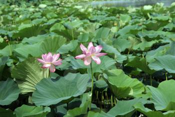 Lotus flower plants
