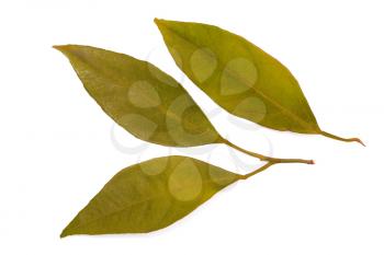 mandarin leaves isolated on a white background