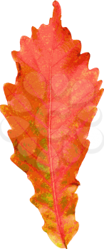 Autumn  leaf  on white background. Vector illustration.