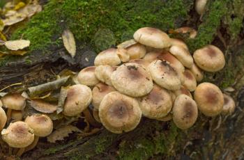 Fungi,mushroom small much growing on timber