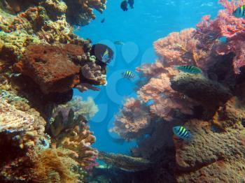  Thriving  coral reef alive with marine life and shoals of fish, Bali.