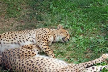 Two Amur leopard sleeping on the green grass.